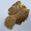 Whiting Brahma Hen Soft Hackle with Chickabou in Golden Straw